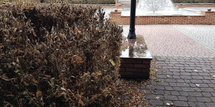 Tarnobrzeg. Żarłoczny szkodnik nie ominął miasta.