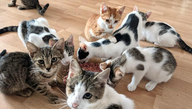 Mielec:  Na pomoc dla SOS KOTY Mielec.