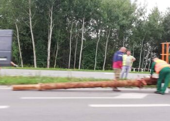 Tarnobrzeg. Stare palmy zdemontowane. W ich miejscu pojawią się nowe.