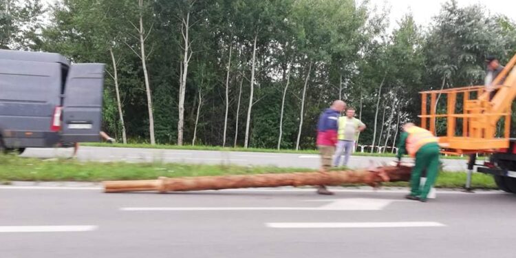 Tarnobrzeg. Stare palmy zdemontowane. W ich miejscu pojawią się nowe.