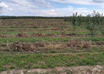 Gmina Klimontów. Ktoś wyciął sadownikowi ponad pół tysiąca jabłonek