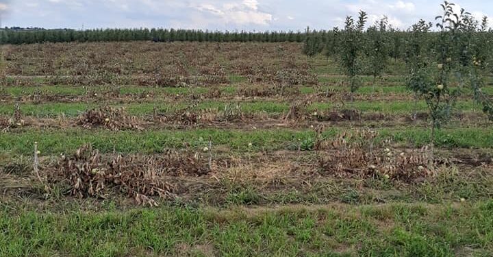 Gmina Klimontów. Ktoś wyciął sadownikowi ponad pół tysiąca jabłonek
