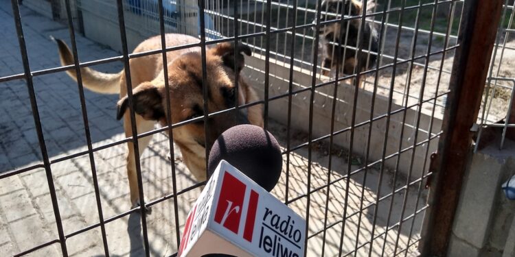 Mielec:  Czworonogi  czekają nas odwiedziny!