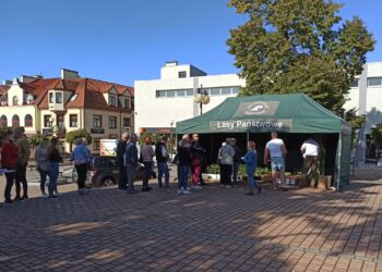Tarnobrzeg. Rozdadzą sadzonki jodły pospolitej.
