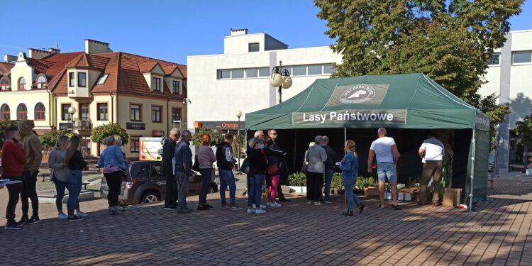 Tarnobrzeg. Rozdadzą sadzonki jodły pospolitej.