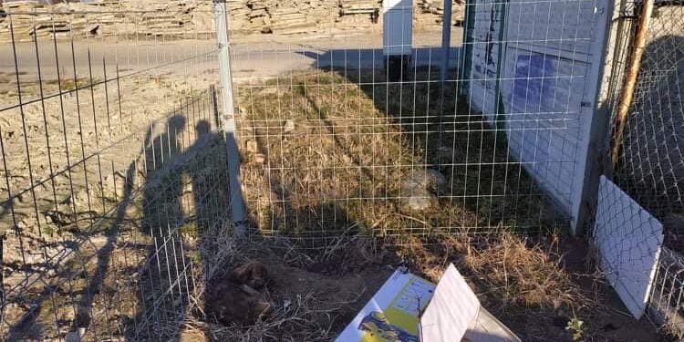 Tarnobrzeg. Przerzucili szczenięta przez płot