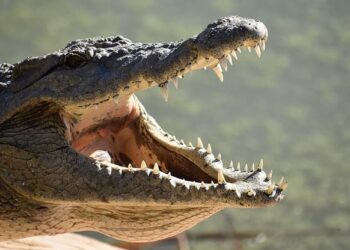 Dębica: Krokodyle, wilki i niedźwiedzie w Dębicy!