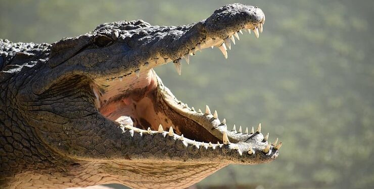 Dębica: Krokodyle, wilki i niedźwiedzie w Dębicy!