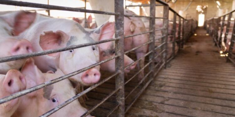 Borowa: NIE  dla ubojni w Górkach!