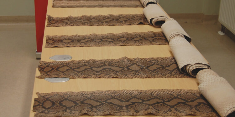 Region: Funkcjonariusze KAS udaremnili przemyt skór pytona siatkowego