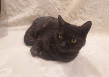 Region: Zabezpiecz zwierzę zagrożone zamarznięciem!