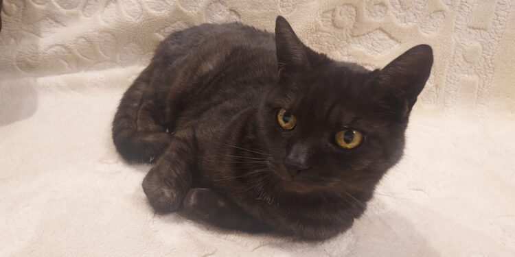 Region: Zabezpiecz zwierzę zagrożone zamarznięciem!