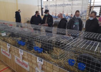 Nowa Dęba. Króliki Wiedeńskie na wystawie