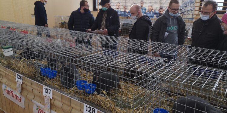 Nowa Dęba. Króliki Wiedeńskie na wystawie