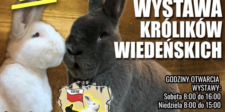Nowa Dęba. Wystawa Królików Wiedeńskich