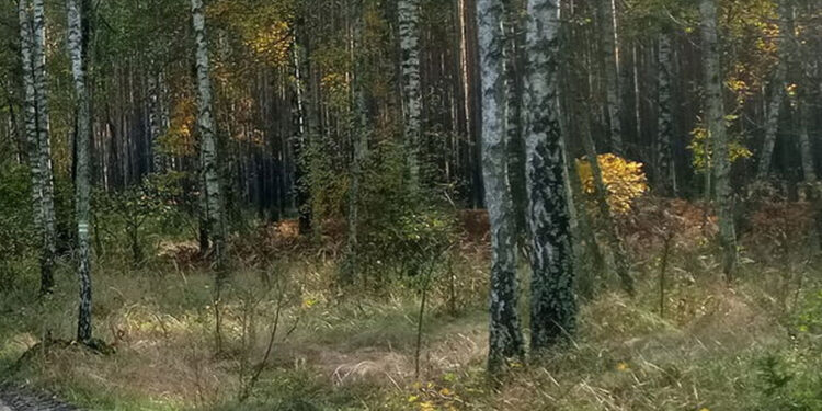 Stalowa Wola: Jest zgoda radnych na zakup kolejnych terenów na zamianę pod Park Inwestycyjny