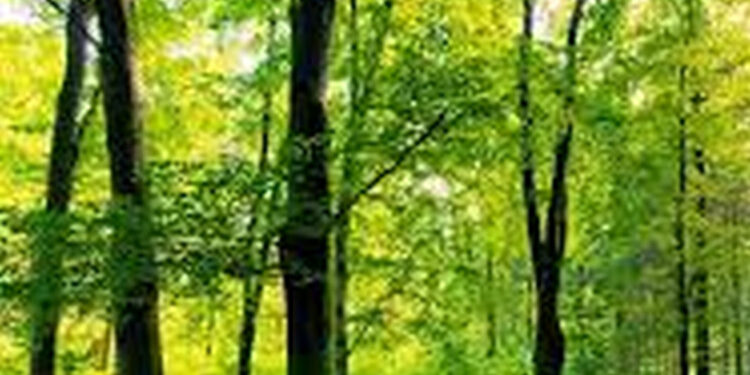 Stalowa Wola: Miasto planuje zakup kolejnych terenów w ramach tworzenia Parku Inwestycyjnego.