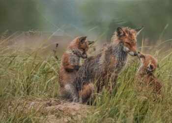 Tarnobrzeg. Liski wygrały „Miłość w Przyrodzie”.