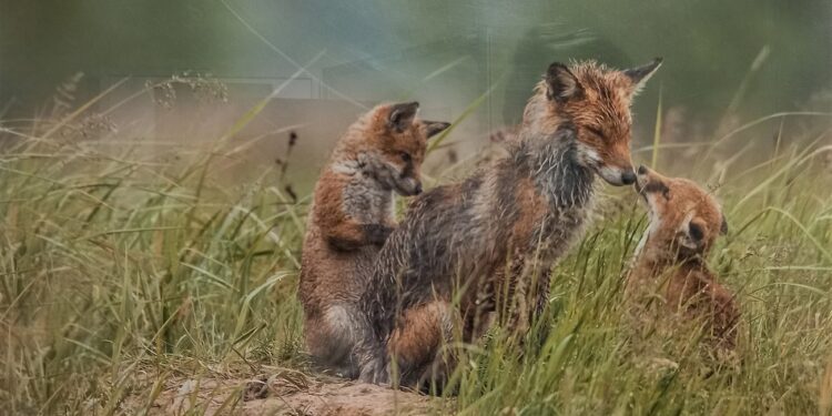 Tarnobrzeg. Liski wygrały „Miłość w Przyrodzie”.