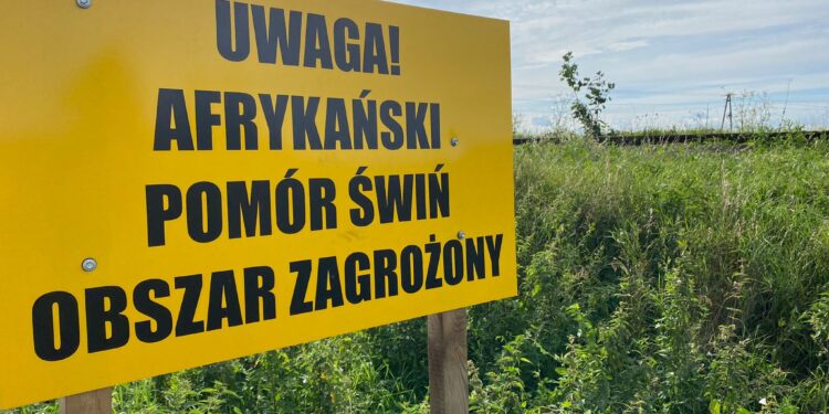 Mielec: Obawy mieleckiego starosty w temacie ASF.