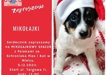 Mielec: Mikołajkowy spacer z czworonogami.