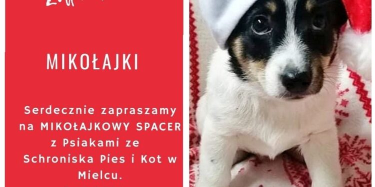 Mielec: Mikołajkowy spacer z czworonogami.