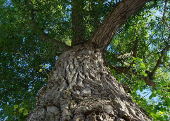 Stalowa Wola: Okulistyka szpitala ma być w tym roku pod szczególnym patronatem miasta