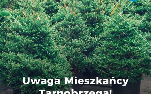 Tarnobrzeg. Zbiórka choinek.