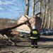 Tarnobrzeg: Trwa usuwanie skutków wichury.
