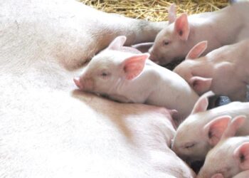 Opatów: Rusza rządowe wsparcie dla rolników utrzymujących lochy i prosięta.