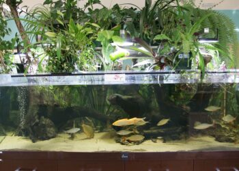 Tarnobrzeg. Zabawa urodzinowa Centrum Natura 2000.