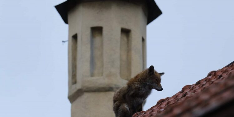 Tarnobrzeg. Lisy w mieście.