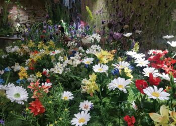 Tarnobrzeg. Siódme urodziny Centrum Natura 2000.