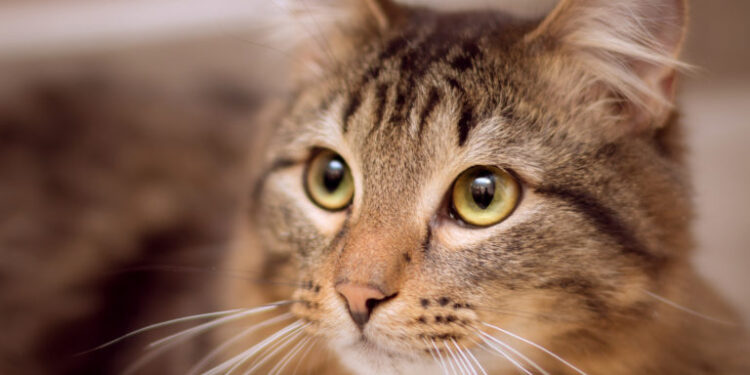 Mielec: Bijemy rekord dla kotów!