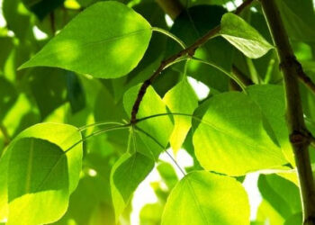 Stalowa Wola: W tym roku ruszy Zielony Budżet Obywatelski