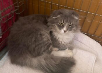 Tarnobrzeg. Pomagają zwierzakom z Ukrainy