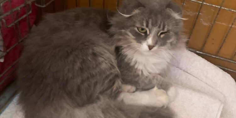 Tarnobrzeg. Pomagają zwierzakom z Ukrainy