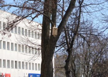 Region. Budki dla ptaków od nadleśnictwa