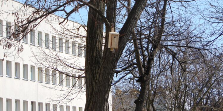 Region. Budki dla ptaków od nadleśnictwa