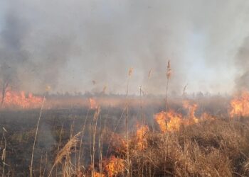 Grębów. Duży pożar nieużytków w Wydrzy. W akcji gaśniczej uczestniczy samolot