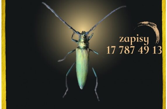 Mielec: Warsztaty entomologiczne – po raz drugi