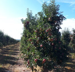 Sandomierz: Będą rządowe dopłaty do jabłek deserowych.