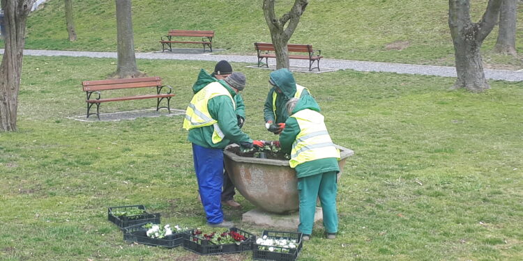 Sandomierz: Wiosenne nasadzenia upiększają miasto.