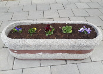 Sandomierz: Kradzieże kwiatów z miejskich rabat.