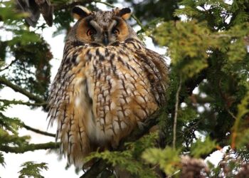 Tarnobrzeg. Noc Sów.