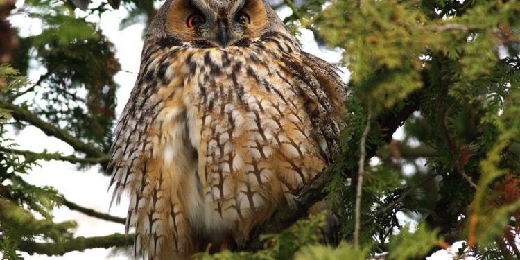 Tarnobrzeg. Noc Sów.