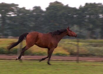 Stale. Koń biegał po ruchliwej drodze
