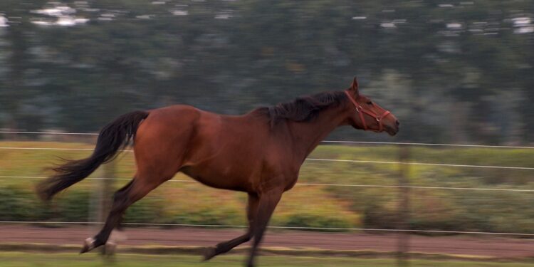 Stale. Koń biegał po ruchliwej drodze
