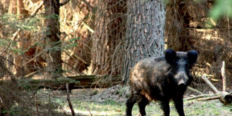 Czermin: Zmarł przewodniczący Rady Gminy w Czerminie.