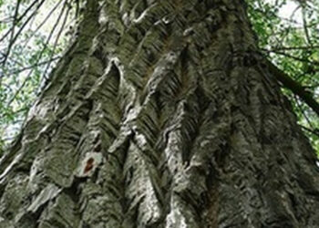 Stalowa Wola: Odbyło się święto Pylącej Topoli